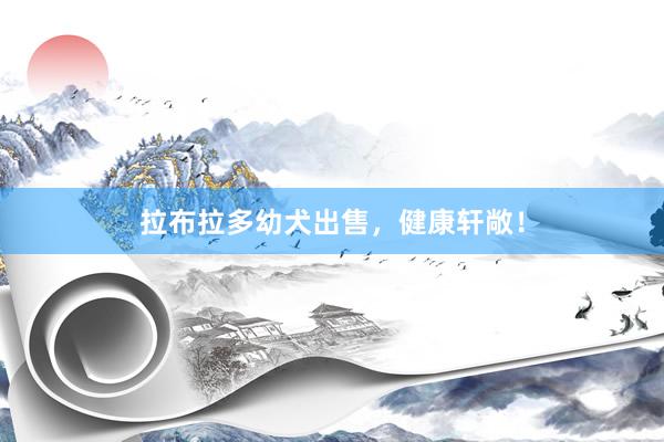 拉布拉多幼犬出售，健康轩敞！